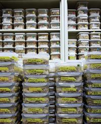 Stacks of labeled containers filled with preserved brain samples.